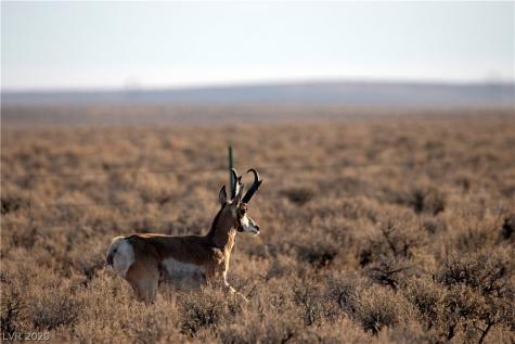 Duck Creek Development Ely NV 89301